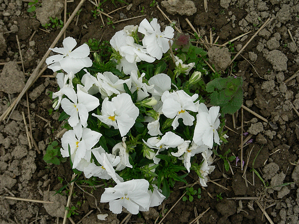 pansy in flower